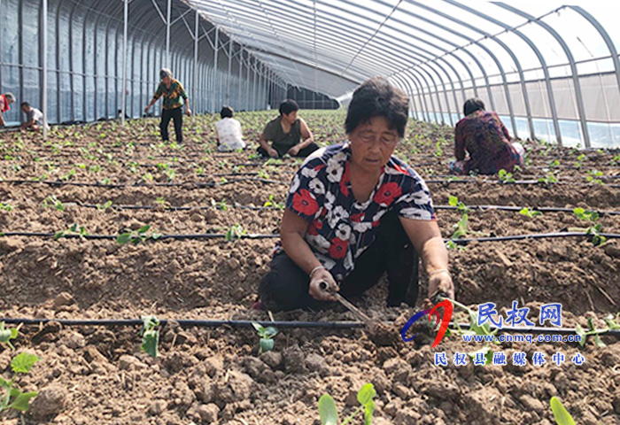 林七乡：现代化蔬菜大棚种出绿色新希望