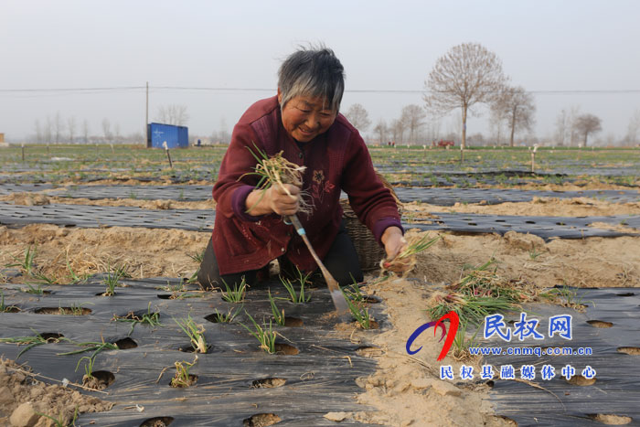 白云寺镇:香葱基地人备忙 白云寺镇:香葱基地人备忙