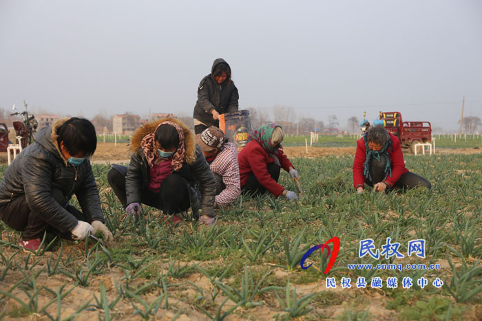 白云寺镇:香葱基地人备忙 白云寺镇:香葱基地人备忙