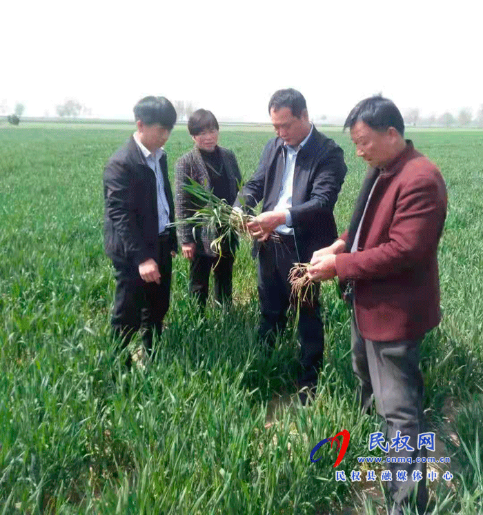 双塔镇多措并举扎实开展小麦病虫害防治工作 双塔镇多措并举扎实开展小麦病虫害防治工作