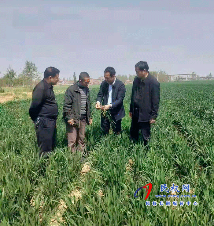 双塔镇多措并举扎实开展小麦病虫害防治工作