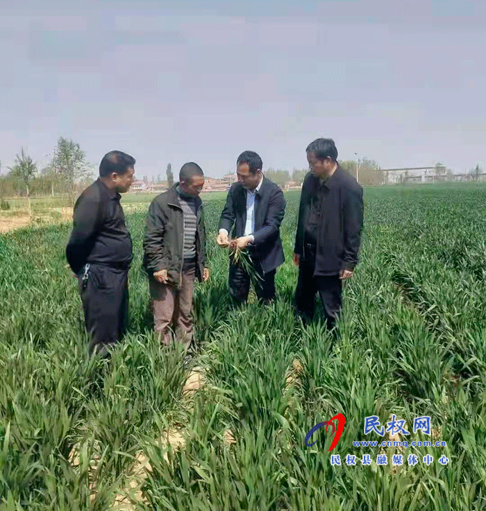 双塔镇多措并举扎实开展小麦病虫害防治工作 双塔镇多措并举扎实开展小麦病虫害防治工作
