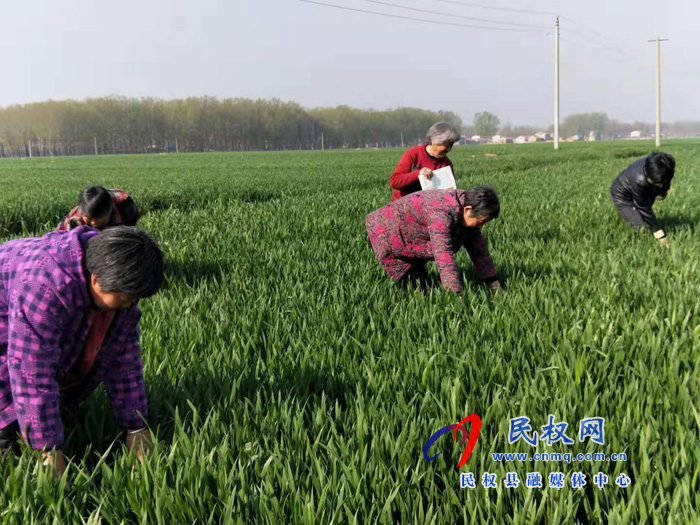 王桥镇“三加强”抓好小麦病虫害防控 王桥镇“三加强”抓好小麦病虫害防控