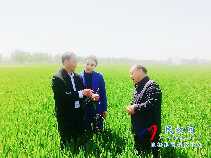 庄子镇党委书记安永超、镇长杨娜调研小麦病虫害防治和人居环境卫生整治工作