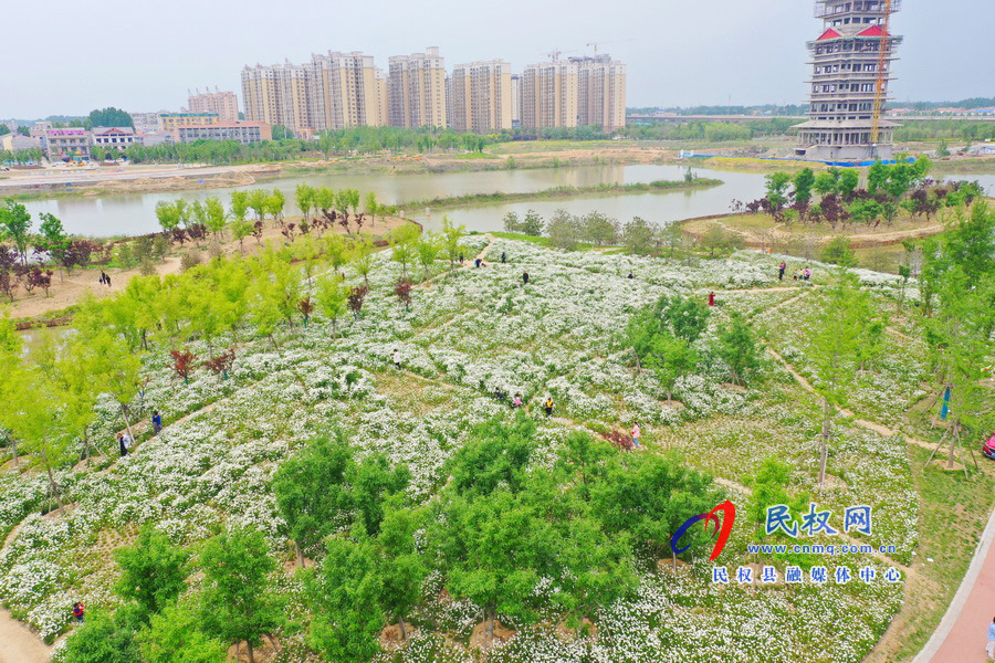 河南民权：安澜湖公园大滨菊盛开 初夏气息浓郁