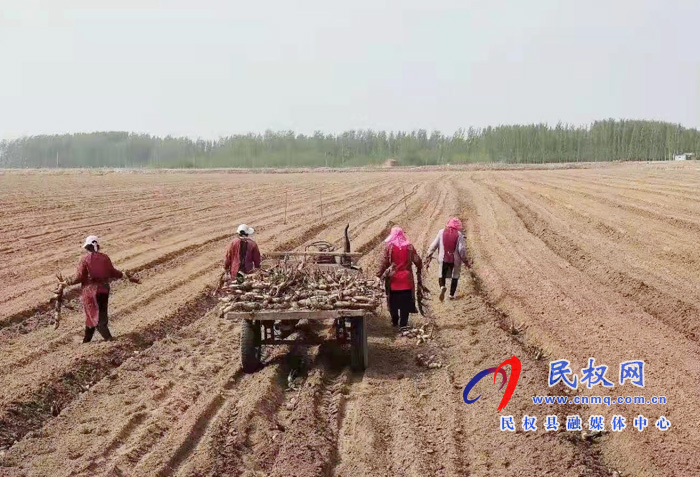庄子镇“一村一品”跑出群众增收“加速度 庄子镇“一村一品”跑出群众增收“加速度