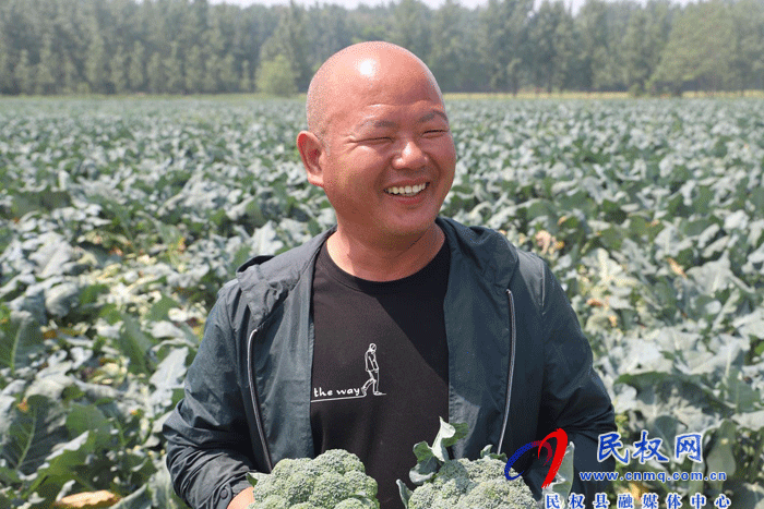 庄子镇种上西兰花 摘下“致富花” 庄子镇种上西兰花 摘下“致富花”