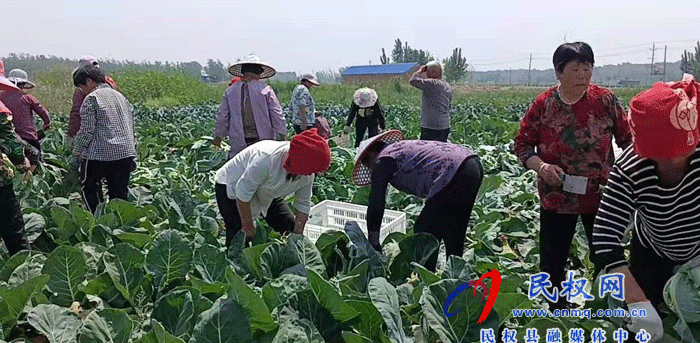 庄子镇种上西兰花 摘下“致富花” 庄子镇种上西兰花 摘下“致富花”