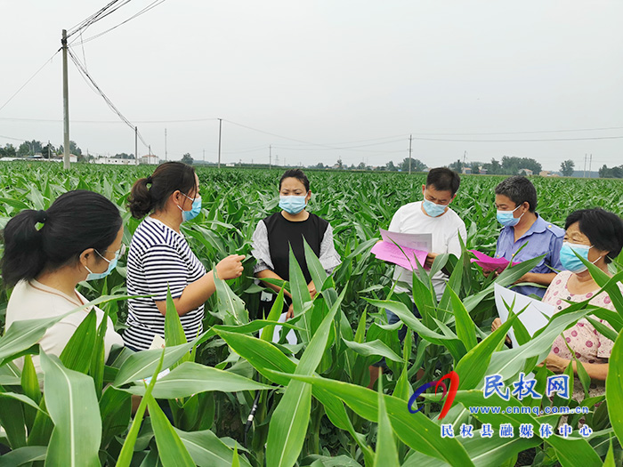 民权:技术专家走进田间地头 指导农民田间科学管理 民权:技术专家走进田间地头 指导农民田间科学管理