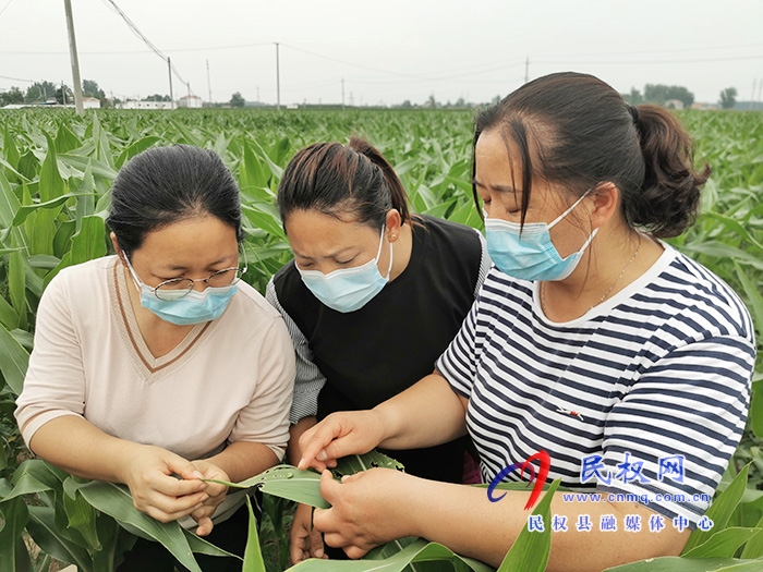 民权:技术专家走进田间地头 指导农民田间科学管理 民权:技术专家走进田间地头 指导农民田间科学管理