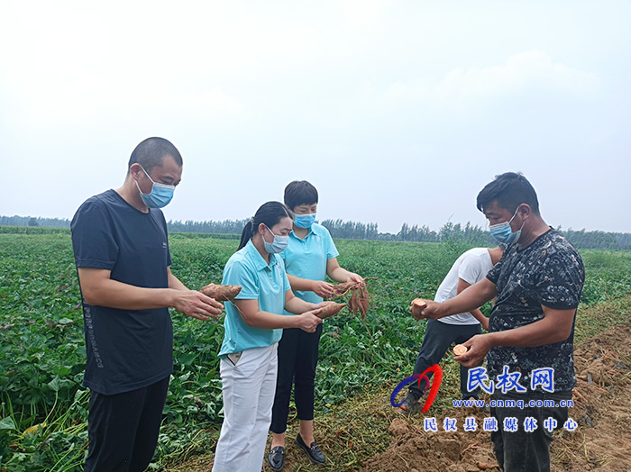 民权:红薯滞销菜农愁 爱心企业来解忧 民权:红薯滞销菜农愁 爱心企业来解忧