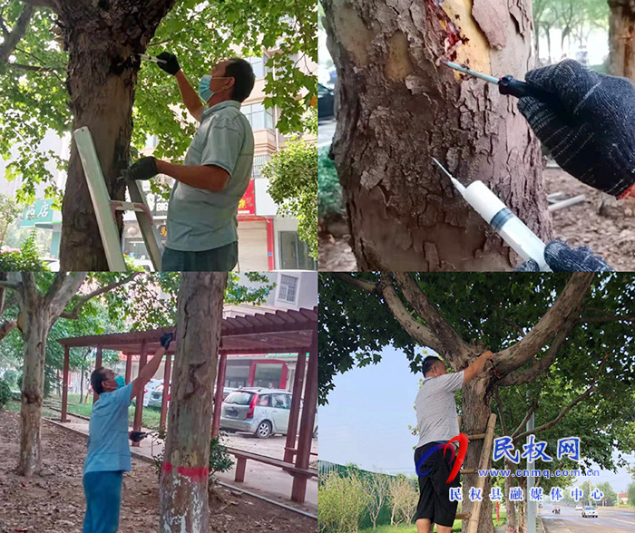 县园林绿化中心:集中开展城市园林钻心虫害防治活动 县园林绿化中心:集中开展城市园林钻心虫害防治活动