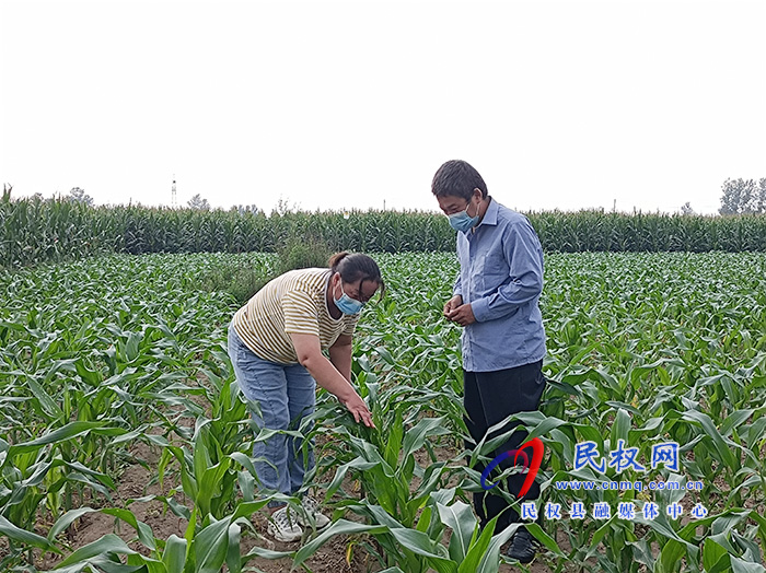草地贪夜蛾入侵 我县农业部门紧急行动组织防控 草地贪夜蛾入侵 我县农业部门紧急行动组织防控