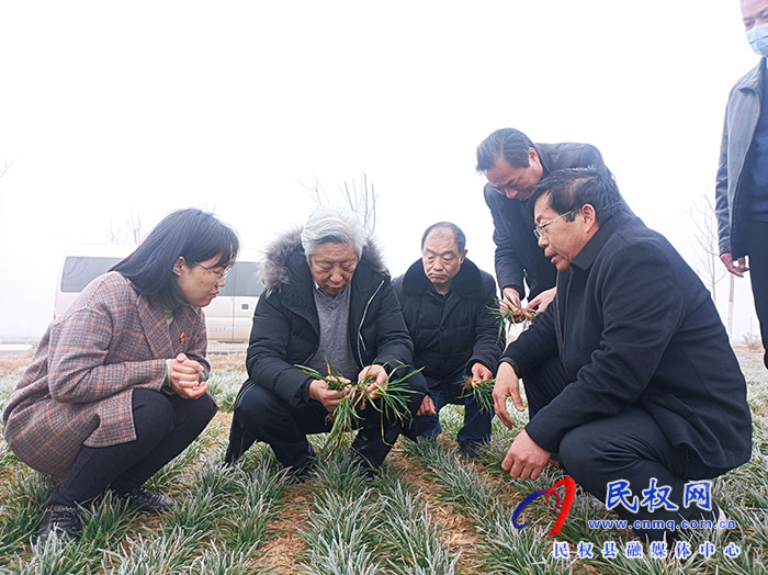 省小麦生产专家技术指导组到民指导春季麦田管理工作