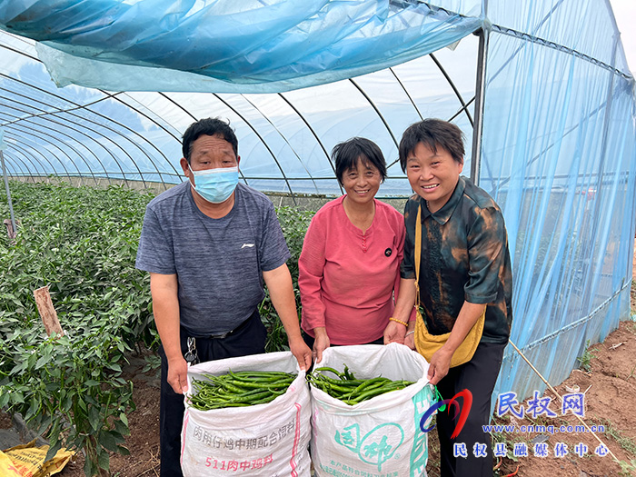 民权县褚庙乡：大棚辣椒喜丰收 农民致富有奔头