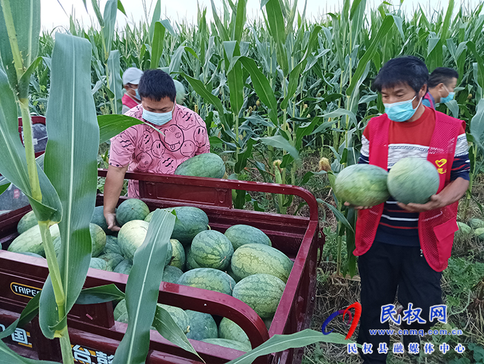 民权县花园乡：为滞销西瓜找销路