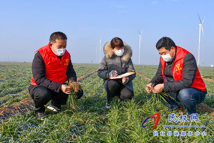 民权县人和镇：加强冬季麦田管理，确保小麦安全越冬