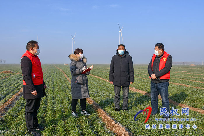 民权县人和镇：加强冬季麦田管理，确保小麦安全越冬