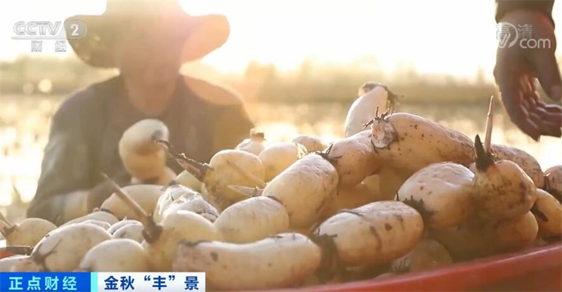 央媒观豫| 采煤沉陷区迎来新生机 河南永城万亩莲藕喜获丰收