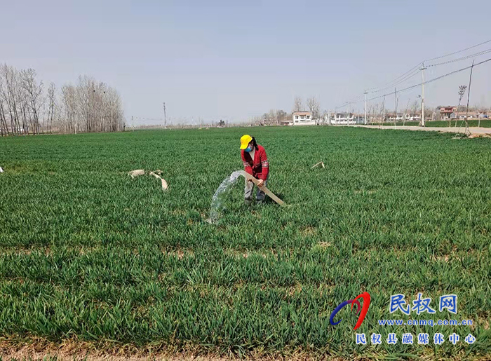 龙塘镇八万余亩小麦陆续春灌