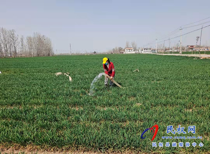 龙塘镇八万余亩小麦陆续春灌