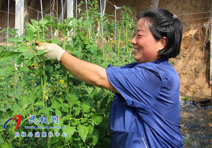 褚庙乡：蔬菜大棚管理忙 精心整枝迎丰产