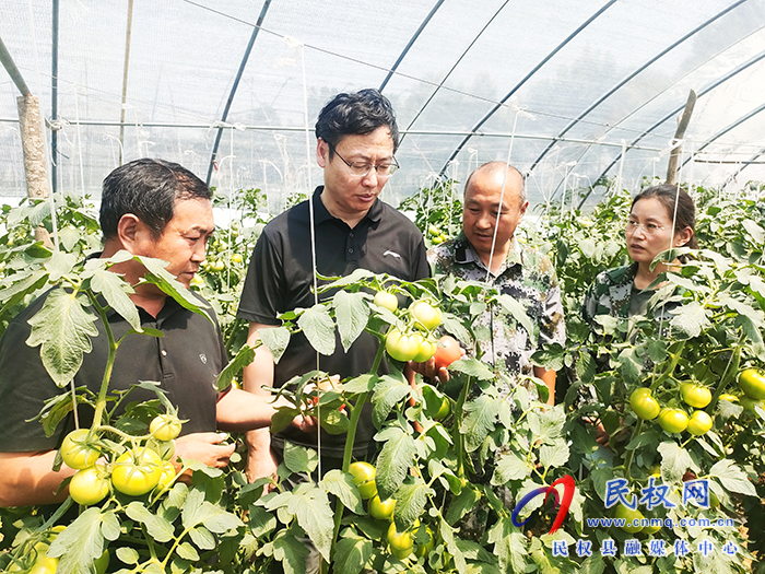 花园乡：大棚蕃茄正“红”火