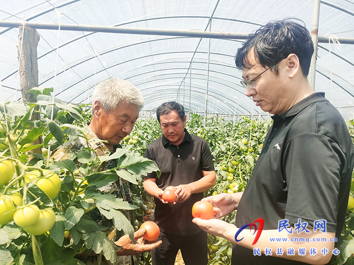 花园乡：大棚蕃茄正“红”火