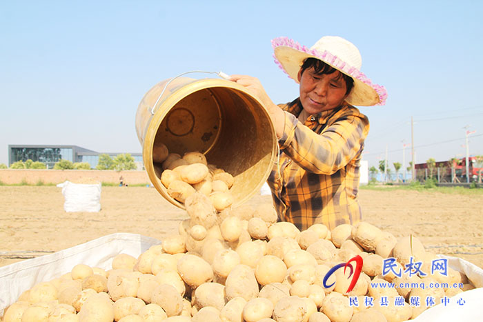 民权县花园乡： 土豆变“金豆”照亮致富路