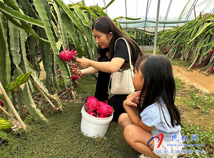 民权县褚庙乡：火龙果让村民日子更红火