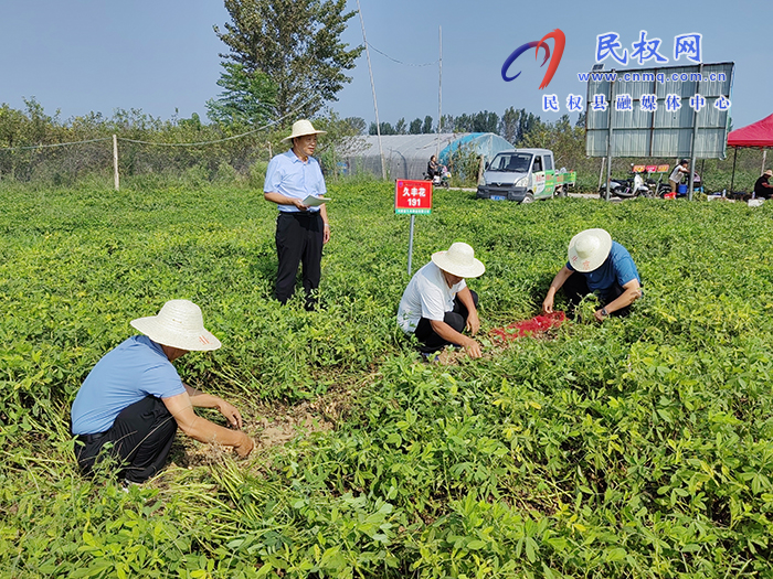 市农业专家到我县开展花生实地测产助力农民增产增收