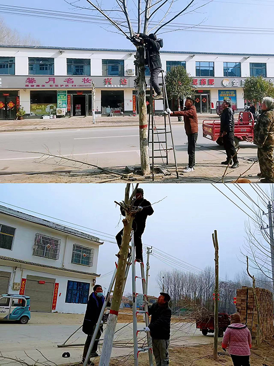 白云寺镇：组织开展行道树修剪养护工作