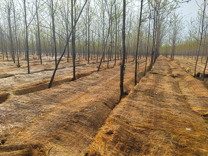 发展林下食用菌经济打造乡村振兴新引擎