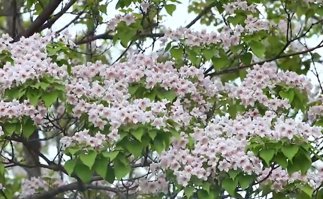 河南民权：楸树花开