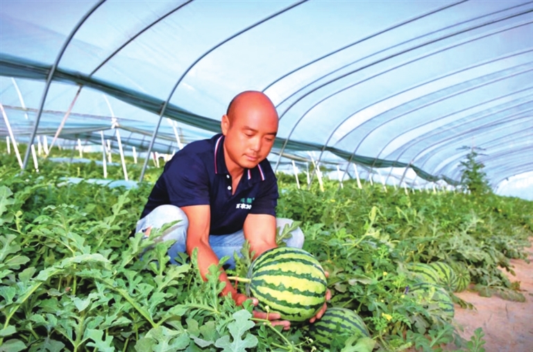 民权县：“甜蜜经济”甜了百姓富了乡村