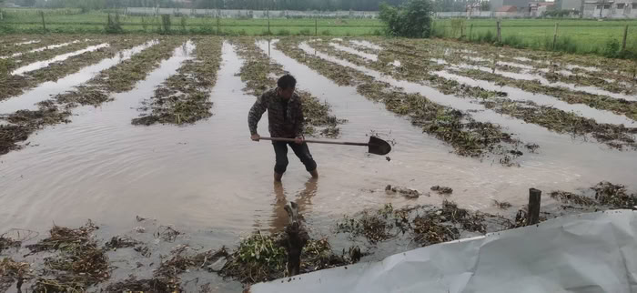 雨停即战,县卫健委驻村第一书记带队为20亩花生地“解涝” 雨停即战,县卫健委驻村第一书记带队为20亩花生地“解涝”