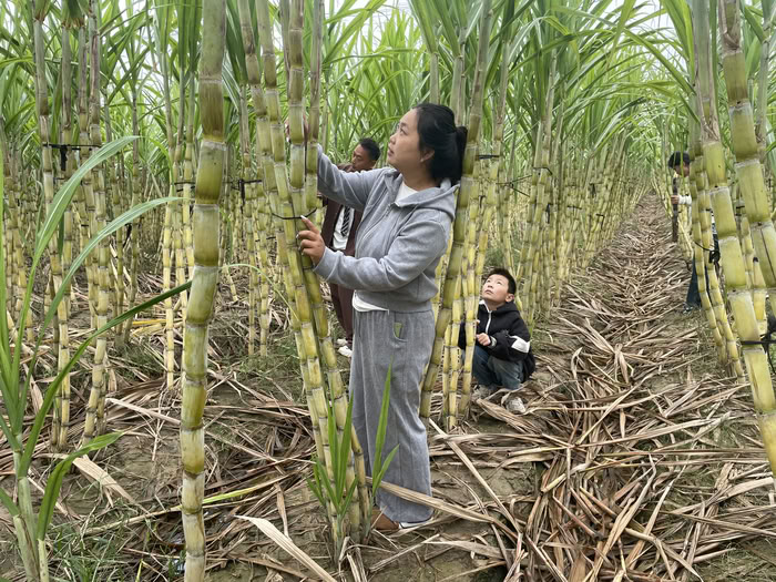 褚庙乡20亩甘蔗喜丰收 褚庙乡20亩甘蔗喜丰收