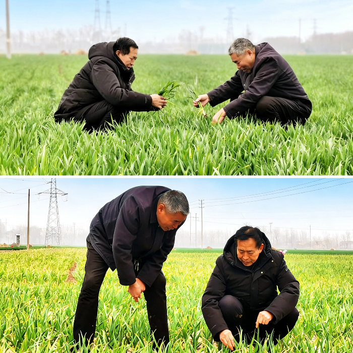 民权县“科技常青树”：农业指导促丰收