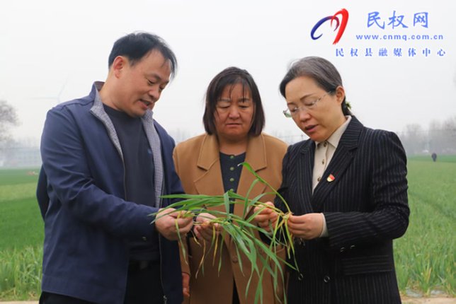 县委书记王静娴调研春季