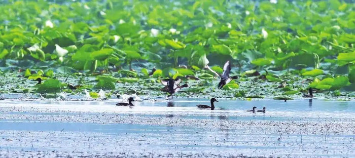 《赛道博物志》Vol.01｜黄河湿地的“贵客”：一只青头潜鸭的民权春天