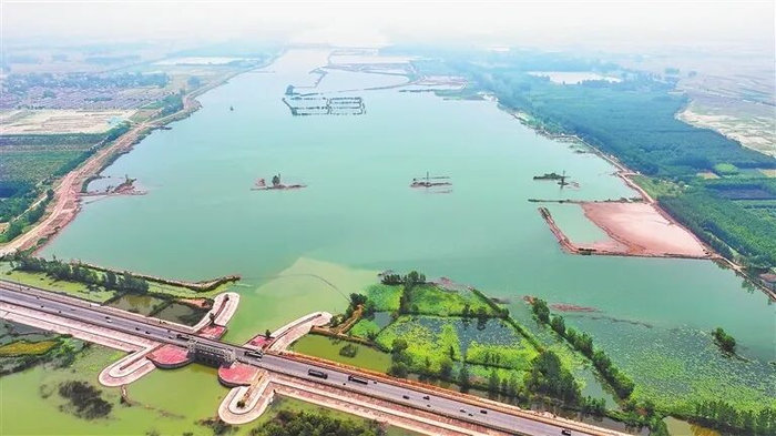 《赛道博物志》Vol.01｜黄河湿地的“贵客”：一只青头潜鸭的民权春天