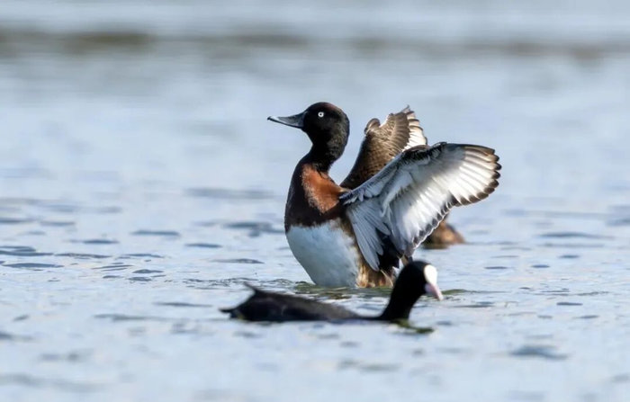 《赛道博物志》Vol.01｜黄河湿地的“贵客”：一只青头潜鸭的民权春天