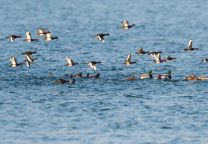 《赛道博物志》Vol.01｜黄河湿地的“贵客”：一只青头潜鸭的民权春天