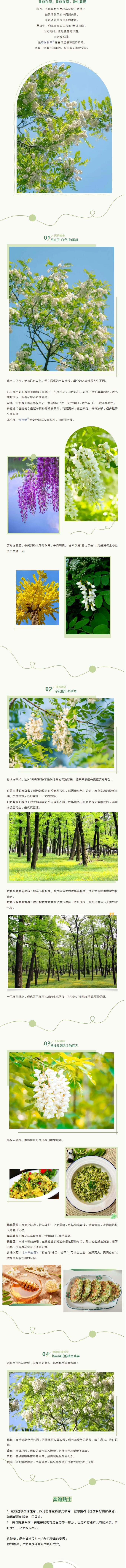 《赛道博物志》Vol.05｜槐花物语：赛道旁的香甜，是春天写给你的散文诗