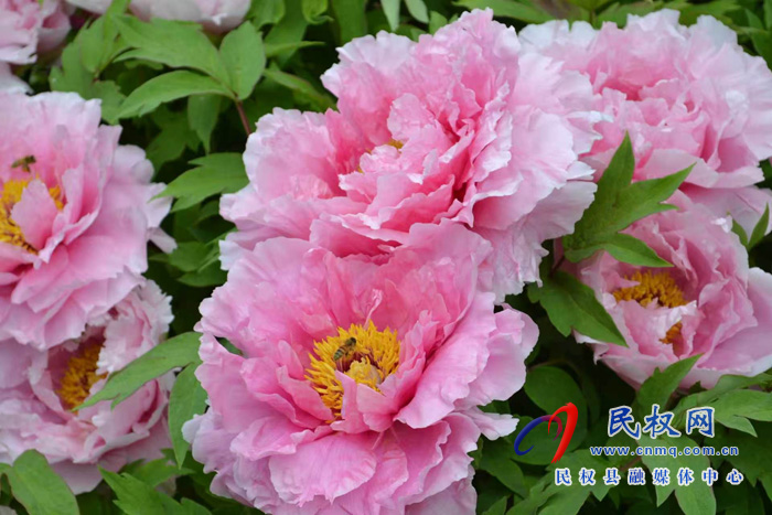 王桥镇烟墩村牡丹花开入画来