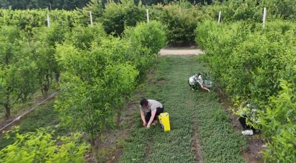 初夏时节野菜香