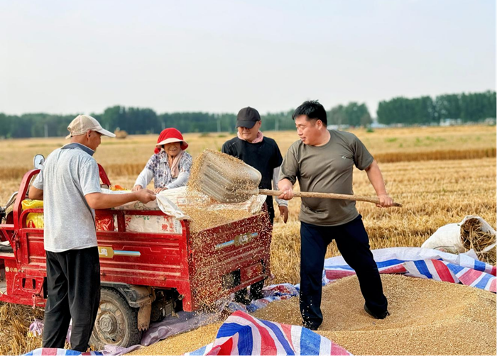 庄子镇：麦浪飘香迎丰收 秸秆变宝助增收
