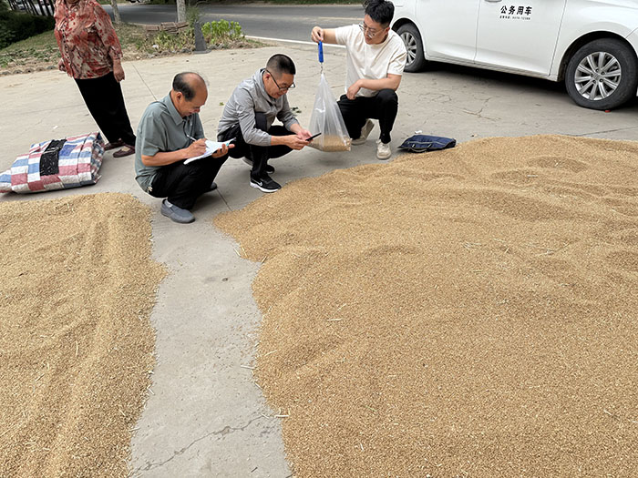 战高温保夏收 严管控守粮安--民权县粮食收购储备中心完成2026年新麦质量安全采样监测