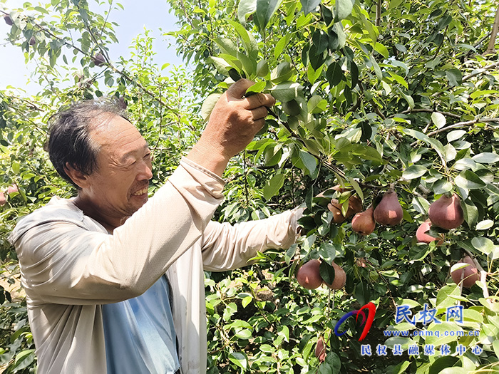 红啤梨成熟 果实挂满树 红啤梨成熟 果实挂满树