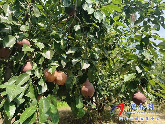 红啤梨成熟 果实挂满树 红啤梨成熟 果实挂满树